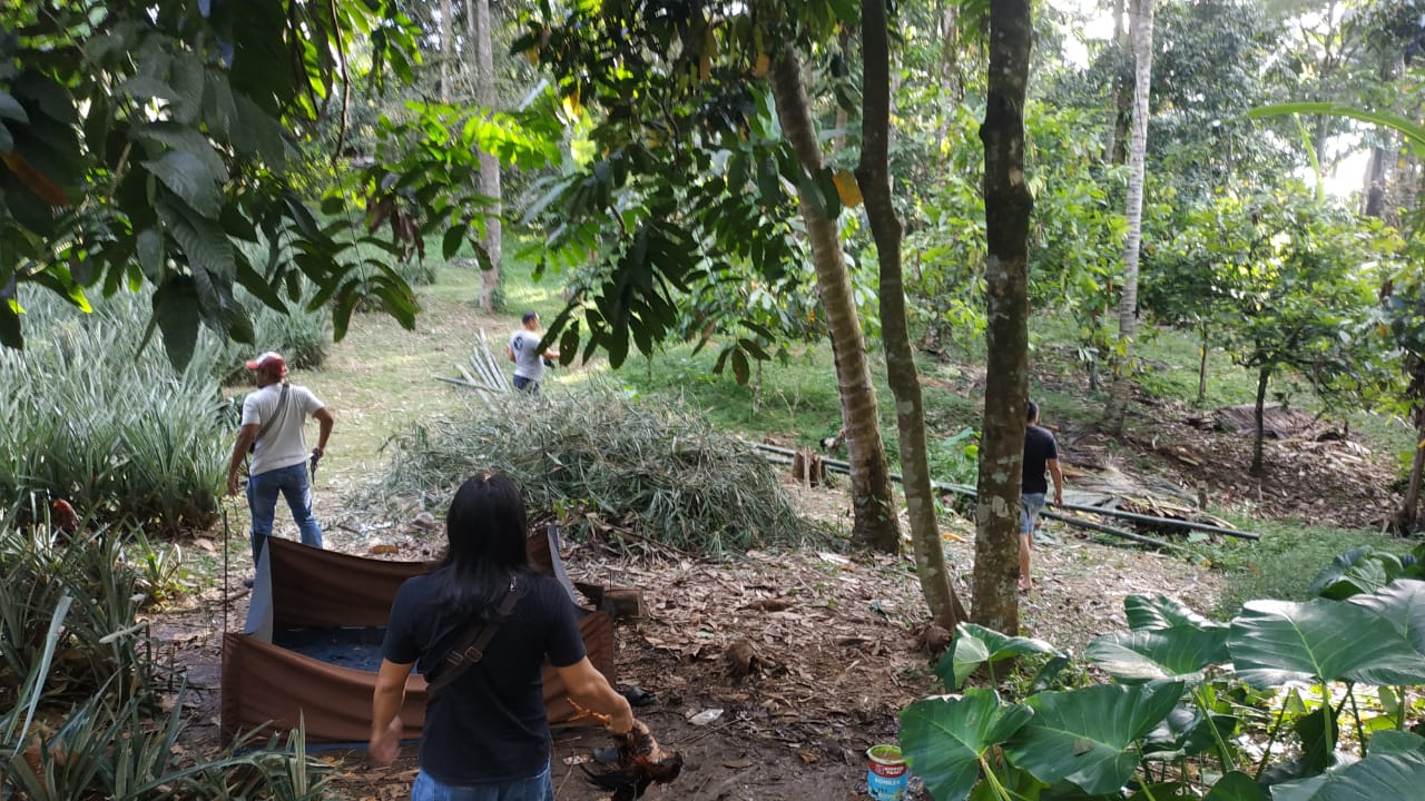 Sabung Ayam di Perkebunan Tuntung Passi Barat di Grebek Polisi